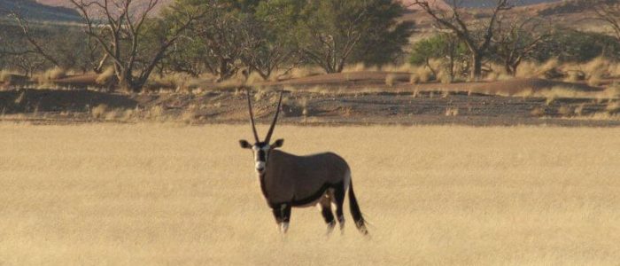 Oryx in Sossusvlei