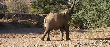 Namibia Safari Tour