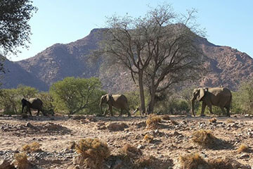 Namibia Safari Tour