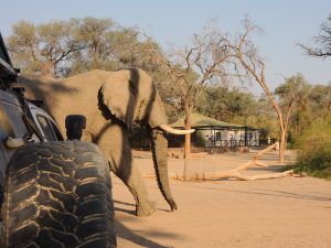 Damaraland Camino Elephant in Camp