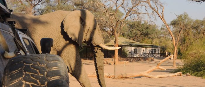 Damaraland Camino Elephant in Camp