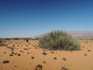 Euphorbia Camp Damaraland Camino