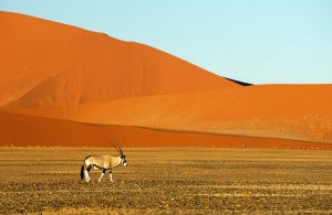 Namibia Oryx