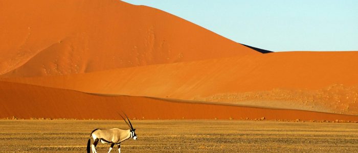 Namibia Oryx