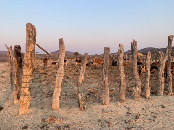Kraal Kunene Camino