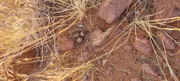 Damaraland Camino Namibia471519254_916395937277448_3334322428198282614_n