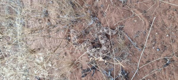 Damaraland Camino Namibia471522611_916385403945168_8066553449081364063_n