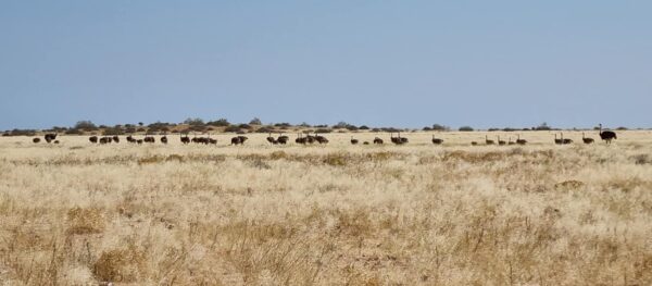 Damaraland Camino Namibia471594248_916395747277467_7767741441315823494_n