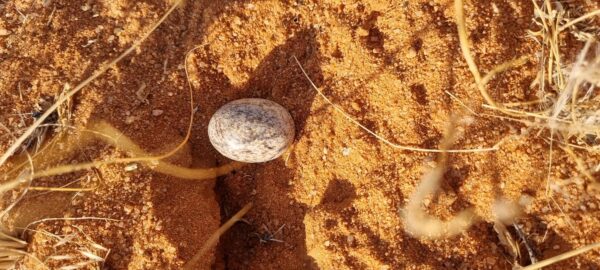 Damaraland Camino Namibia471595283_916385280611847_5313752661449743334_n