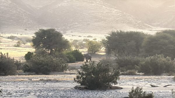 Elephant in the Hoarusib River near Purros on our Kaokoveld Camino